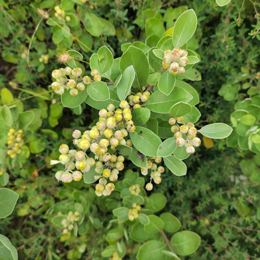 樟树市蔓荆子种苗基地直供