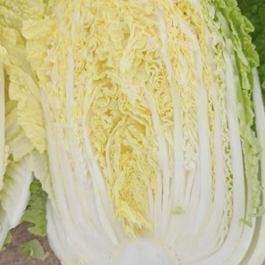 汉寿县新鲜黄心大白菜上市中，全国发货量大从优，基地直发