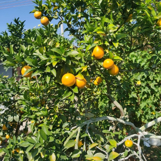 廉江市红江橙