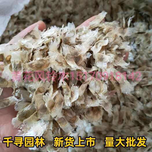 九江黄花风铃木种子风景树绿化苗木种子绿化林木树种籽