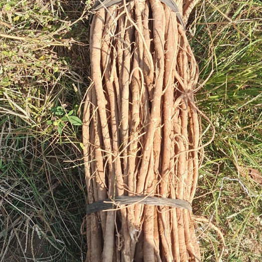 恭城县小叶千斤拔药材及种子大量供应