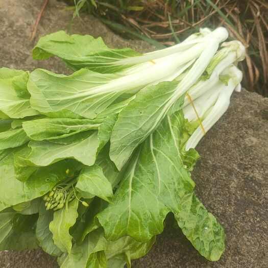 安龙县白菜苔
