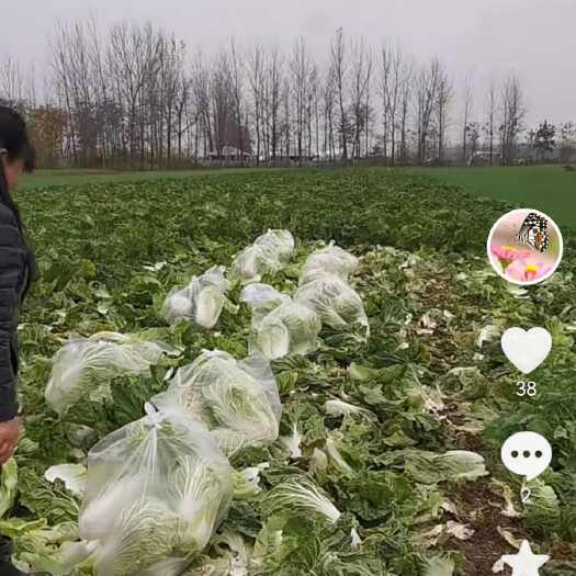 亳州白菜