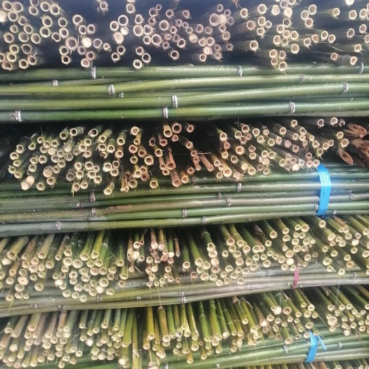 桂阳县精品菜架竹，纯金竹