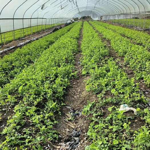 成都豌豆苗四川成都新鲜豌豆苗直供 当天采摘当天发货
