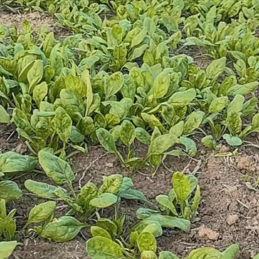 曹县山东菏泽曹县新鲜直供菠菜绿意盎然富含营养