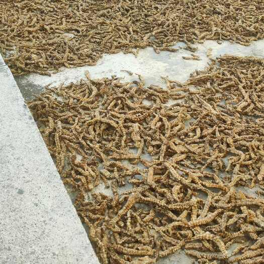 剑川县虫草参草药食材 高品质根茎 云南 高原特产 健康养生之优选