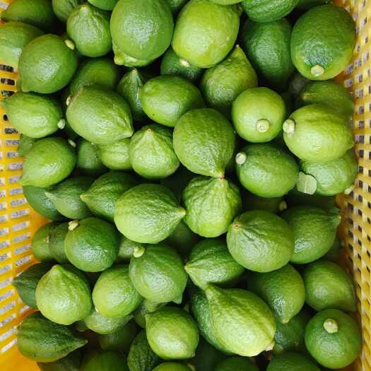 广州从化广东香水柠檬青果80克至350克／个果子香味浓郁奶茶店用