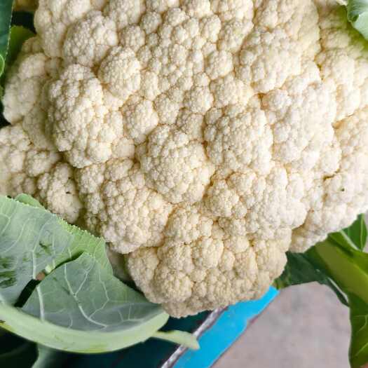菜花