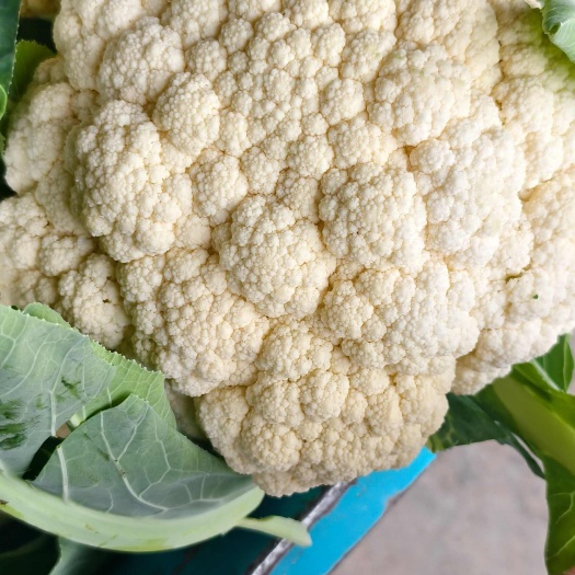 长沙菜花