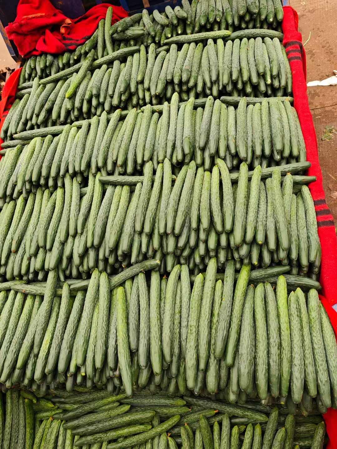 黄瓜