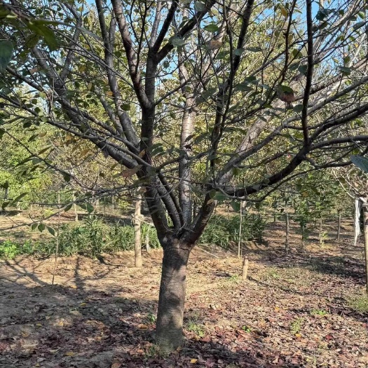 大规格樱花树25-30公分樱花树价格