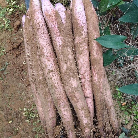 賀州廣西紅皮淮山大量上市熱銷產(chǎn)品，口感鮮甜粉，煲湯，有賣相