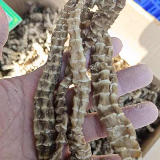 广州地参  虫草参
