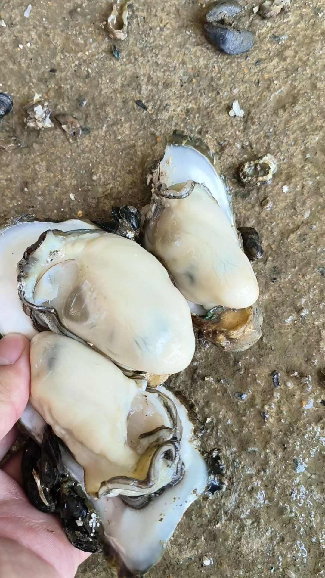 阳西县程村镇白蚝新鲜生蚝产地直销 活水现捞当日发货 广东直供