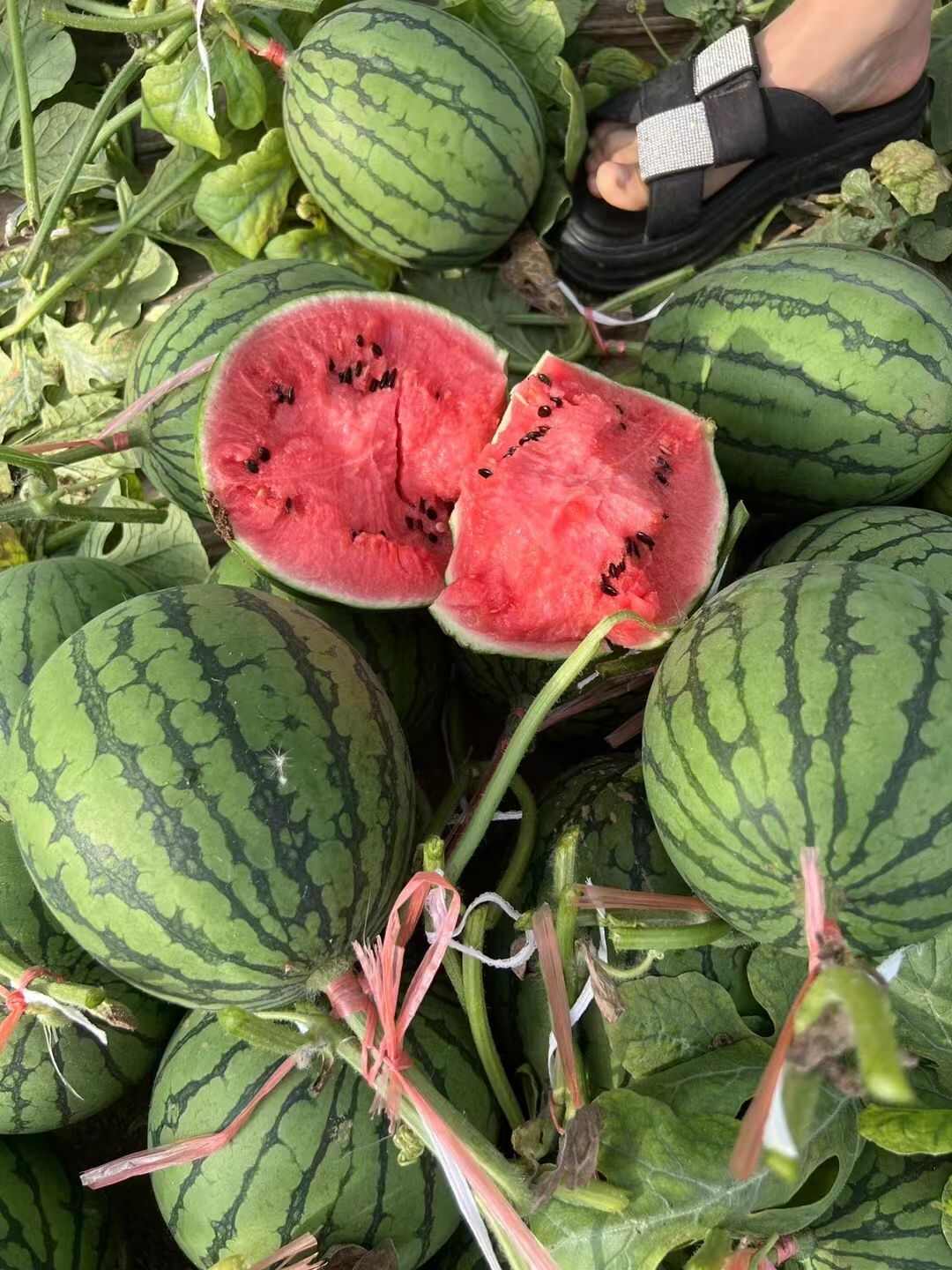 小糖丸西瓜