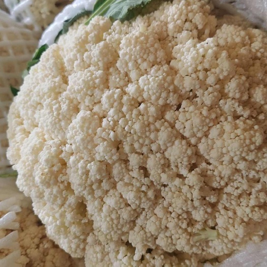 乐亭县有机散花