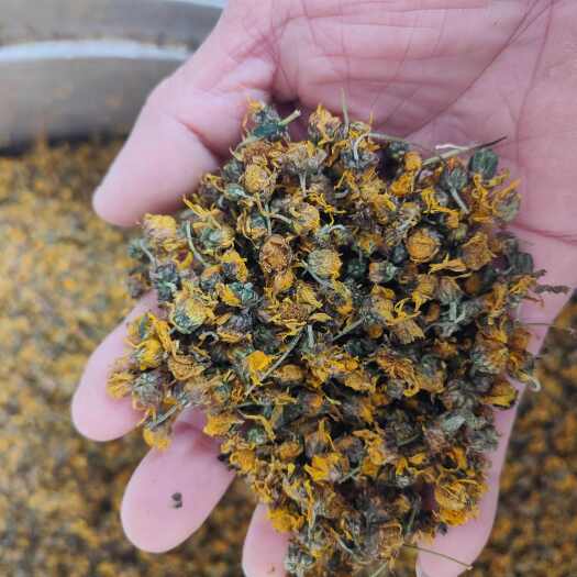 安龙县贵州野生菊花