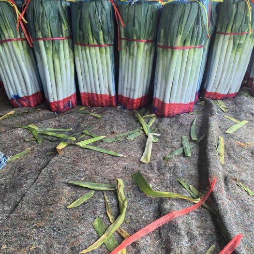 滕州市出售滕州长白大葱和铁杆钢葱