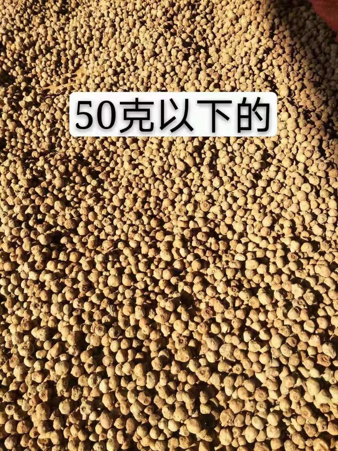 云南罗平魔芋种子优质农业种植