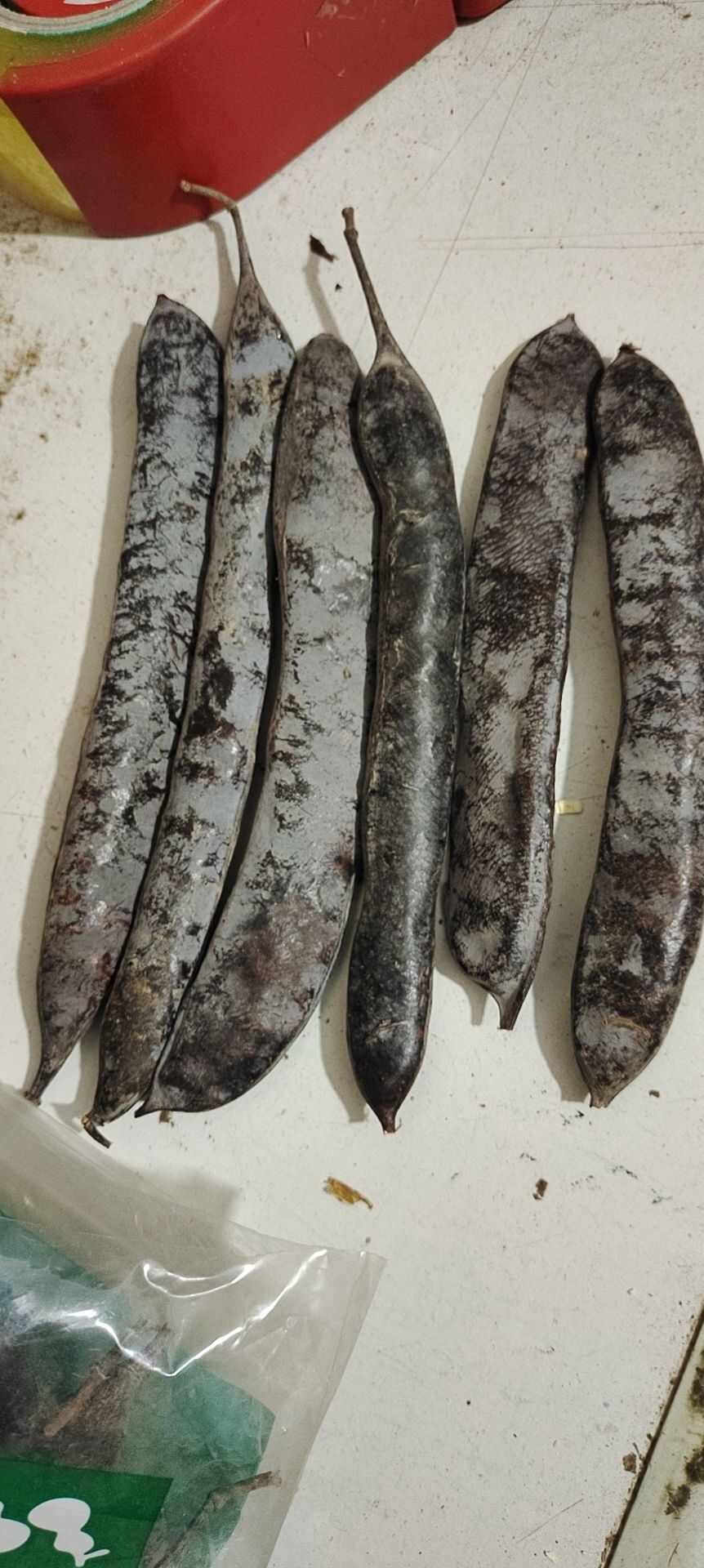 大皂角 皂荚段 皂角个 皂角籽中药材非猪牙皂