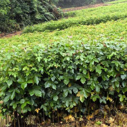 广州枫香杯苗30-80公分高