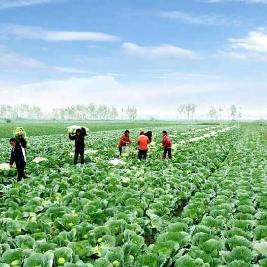 老河口市包菜