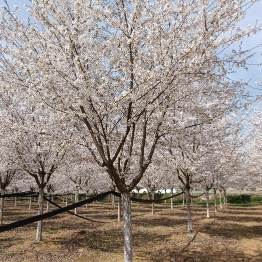 邳州市15公分高杆染井吉樱花