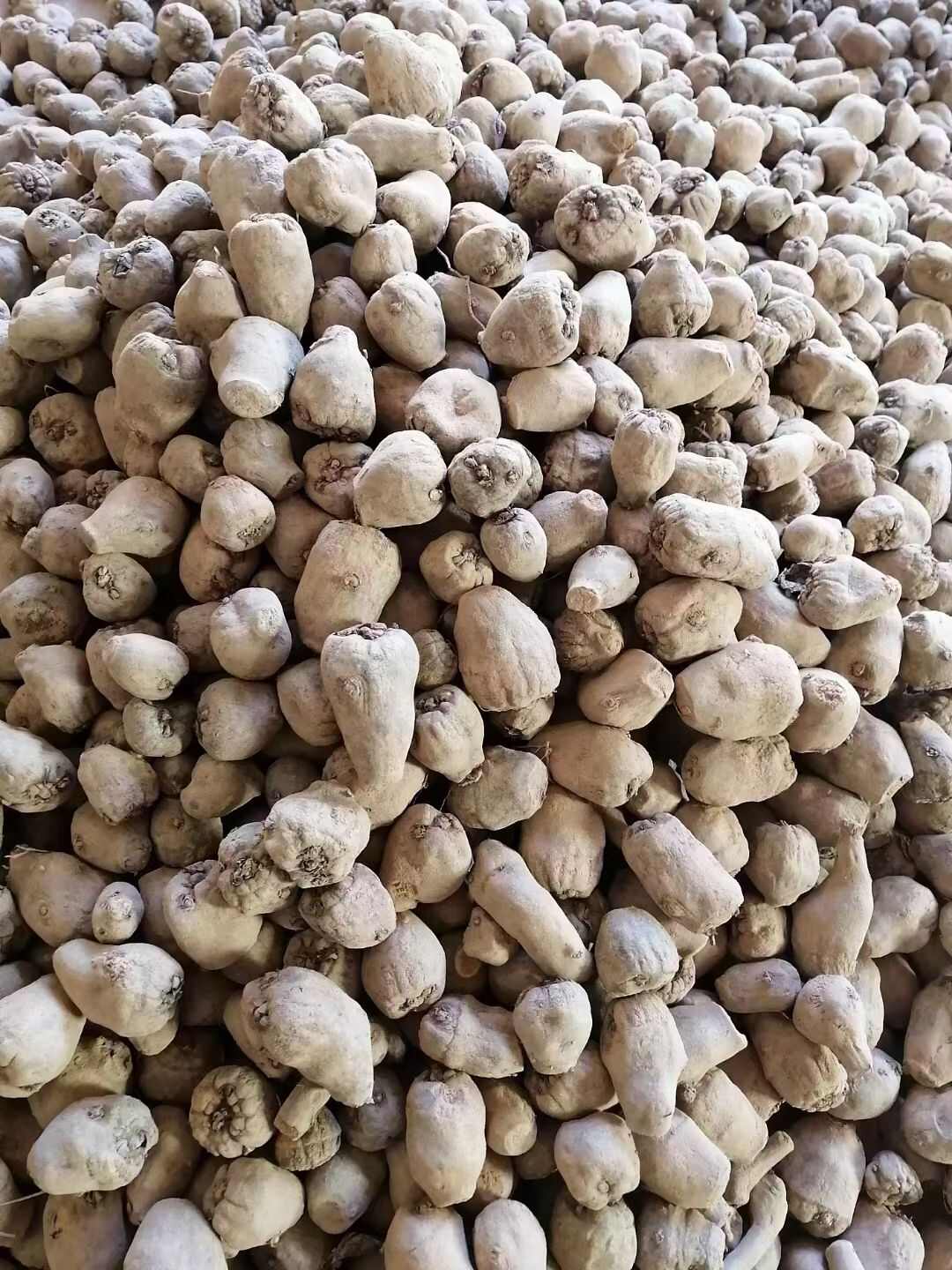 云南罗平魔芋种子优质农业种植