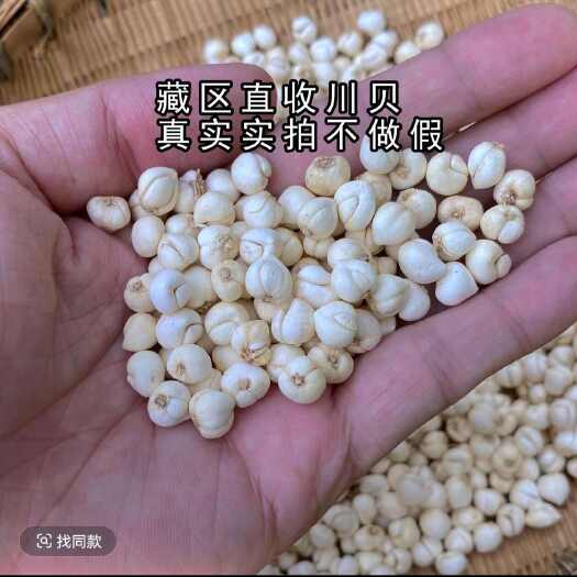 玛沁县川贝母 藏族自家挖的