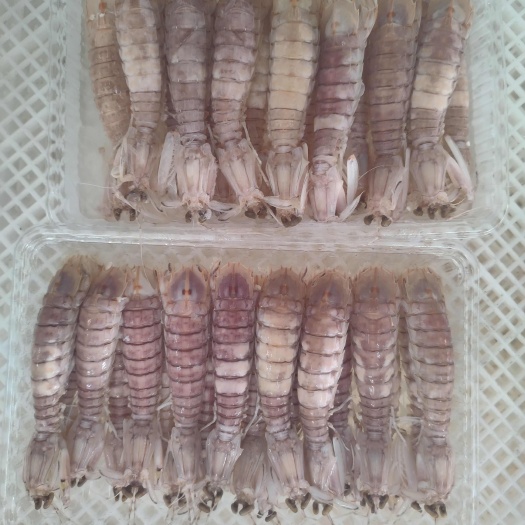 北海北海海城區(qū)新鮮皮皮蝦直銷(xiāo)