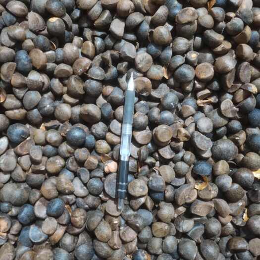 望谟县油茶籽