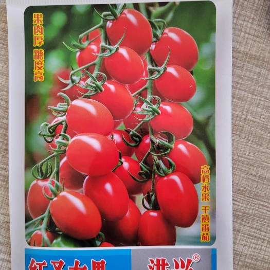 樱桃番茄种子 圣女果种子番茄种子小番茄种子水果番茄种子