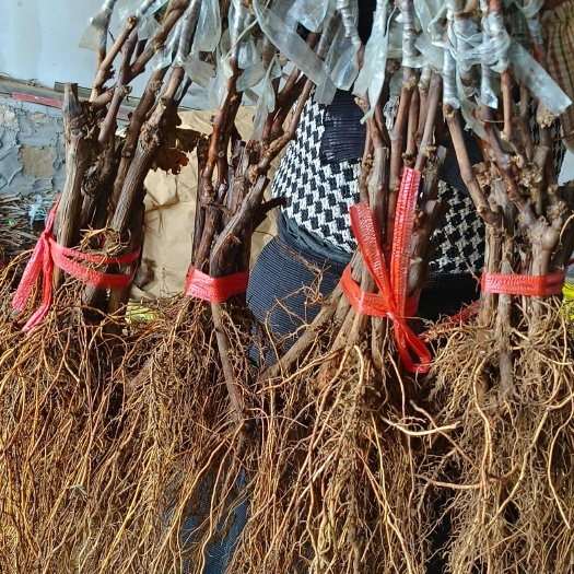 夏黑葡萄苗，贝达根嫁接苗