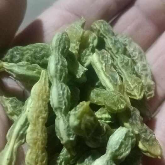 武威中药材 槐角