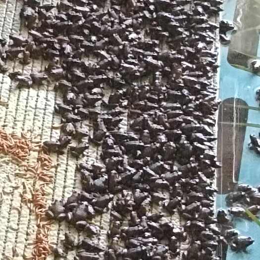 会理市石蛙小蛙