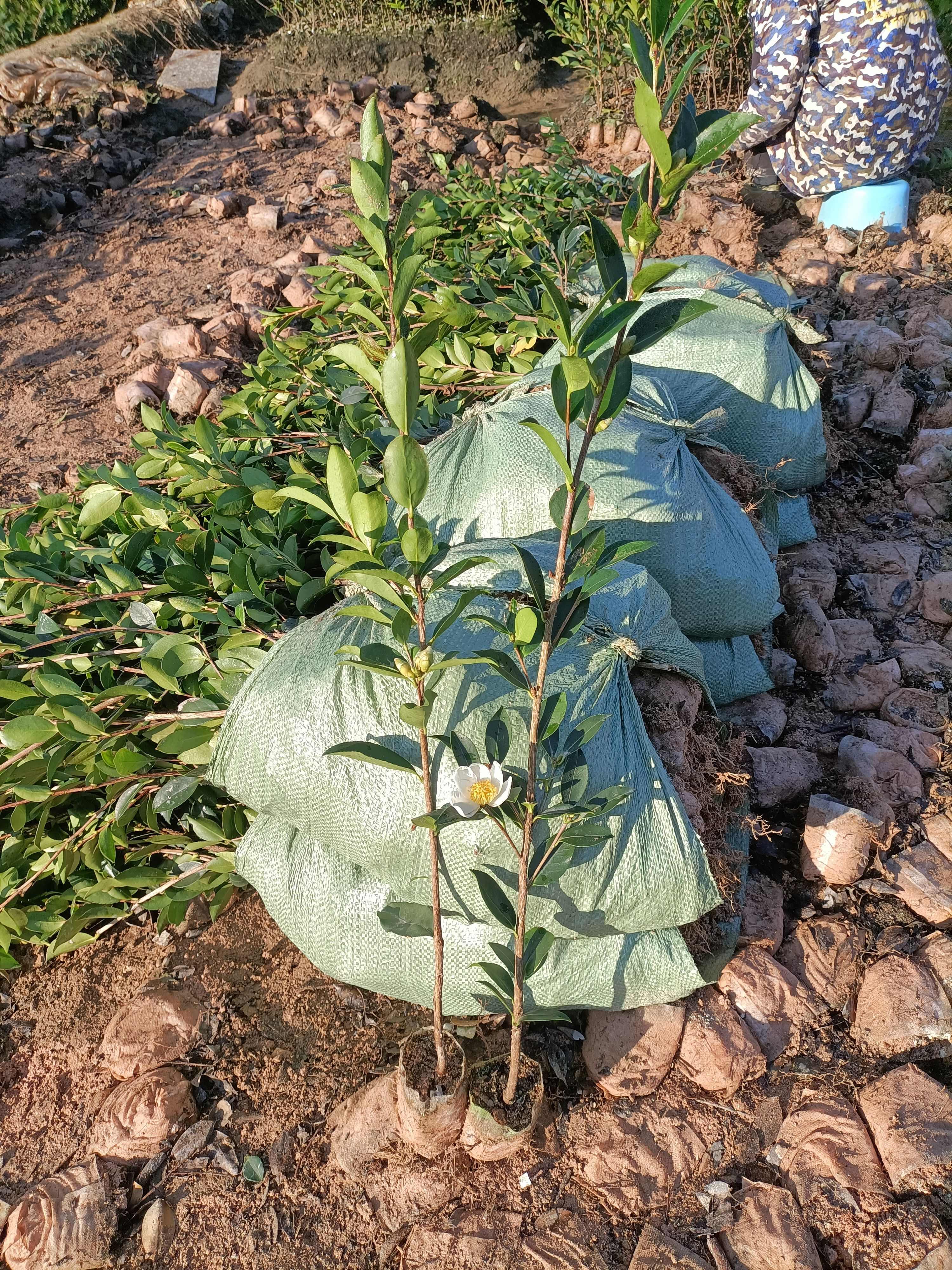 油茶树苗  湘林长林系列嫁接油茶苗坏苗包赔，量大可开三证一签