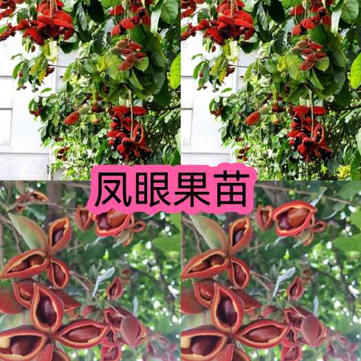 灵山县凤眼果苗