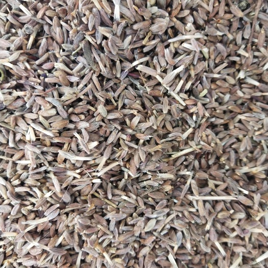 定州市白术