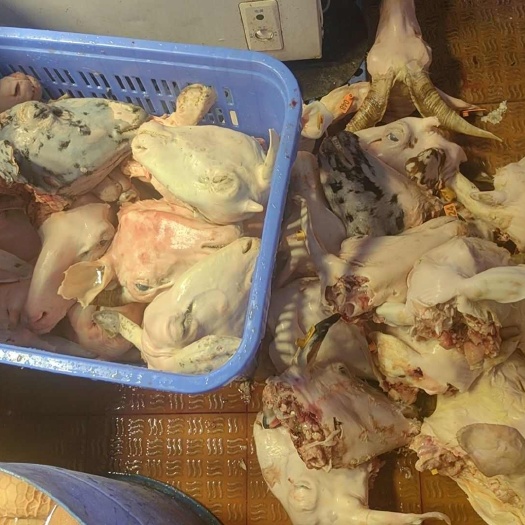 绵羊毛头