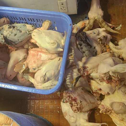 广州绵羊毛头
