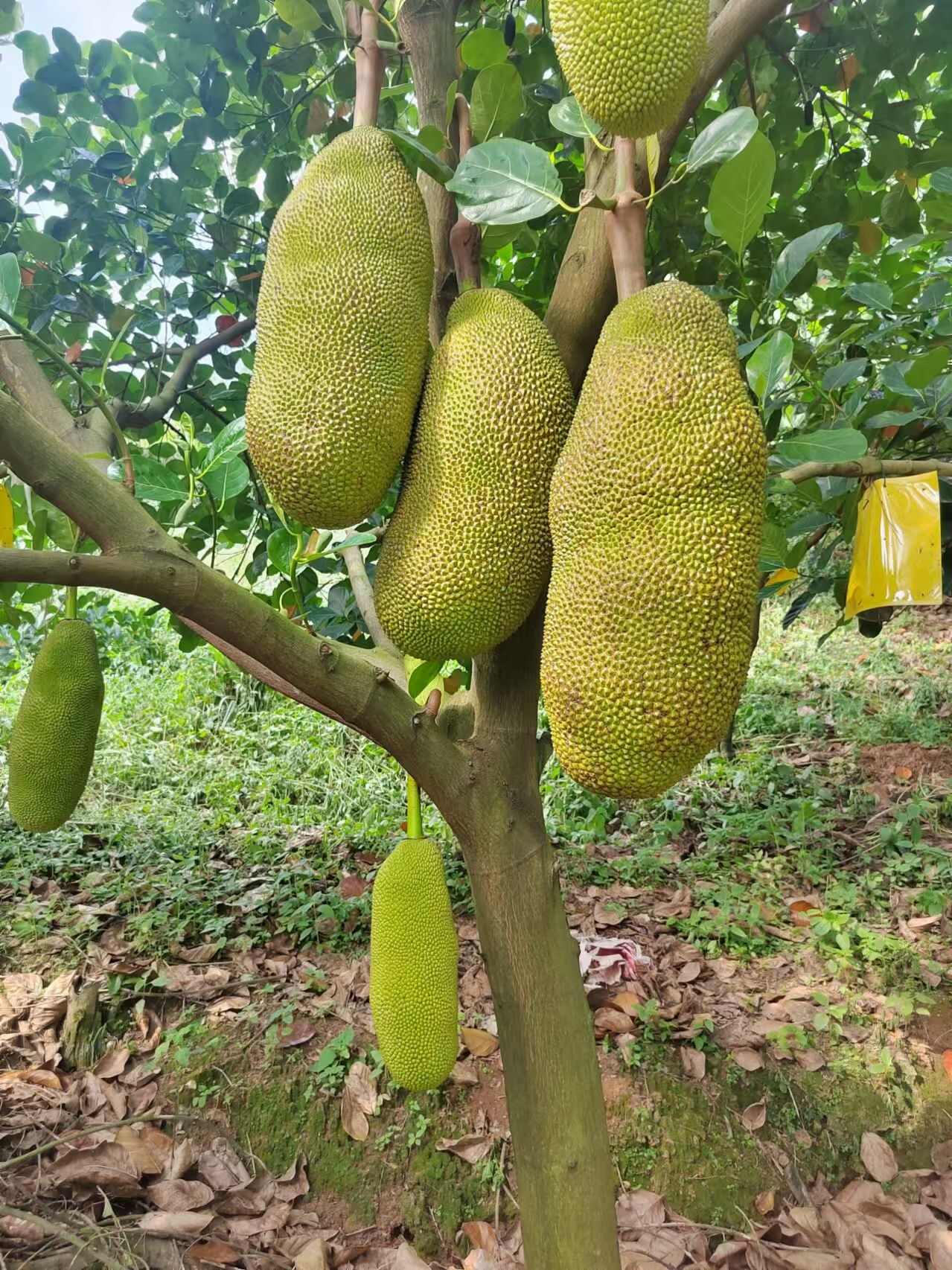 高州四季菠萝蜜