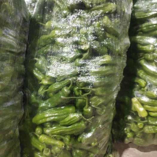 麻城市鲜薄皮椒