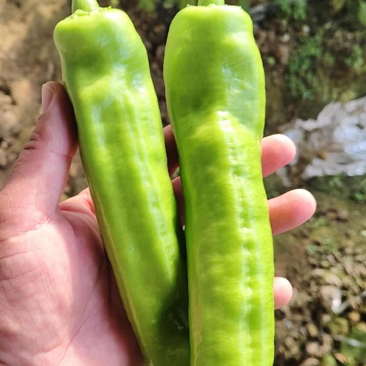 大棚尖椒 產(chǎn)地直發(fā)品質(zhì)三包！