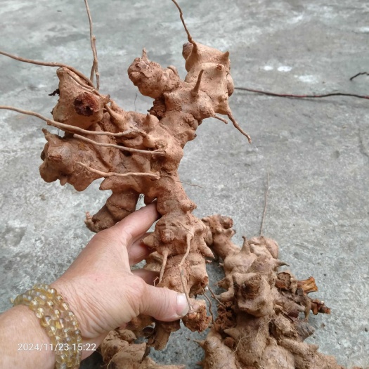 泰和县拔葜 又名金刚藤现卖现采干净无杂