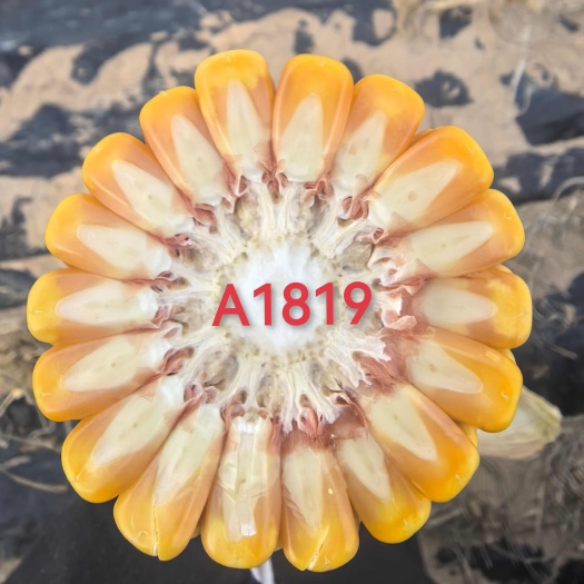 A1819，经过多地区测产，小亩产量2800斤左右（湿粮）