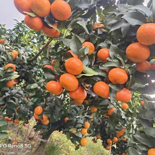 成都成都沙糖桔3000亩种植面积700万斤