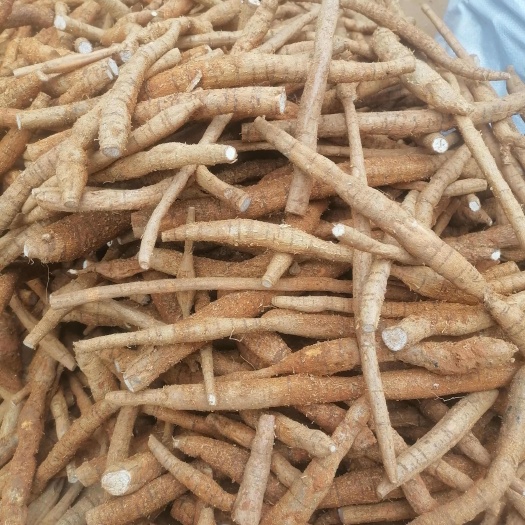 800多亩9年生牛大力，鲜货。薯粉靓，干净。批发或整车走。
