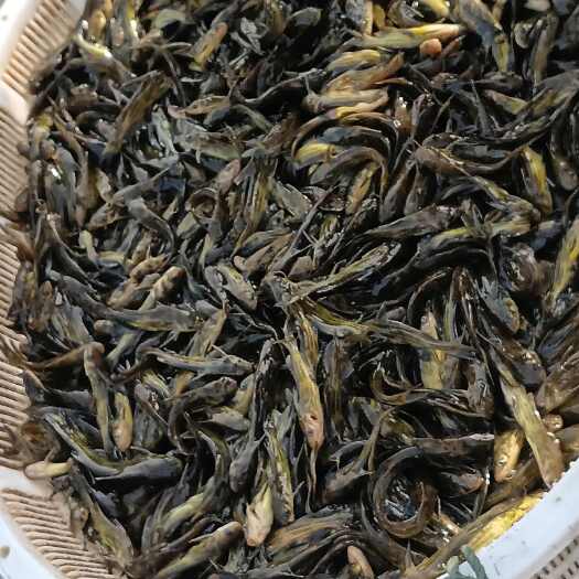 兴国县黄骨鱼苗