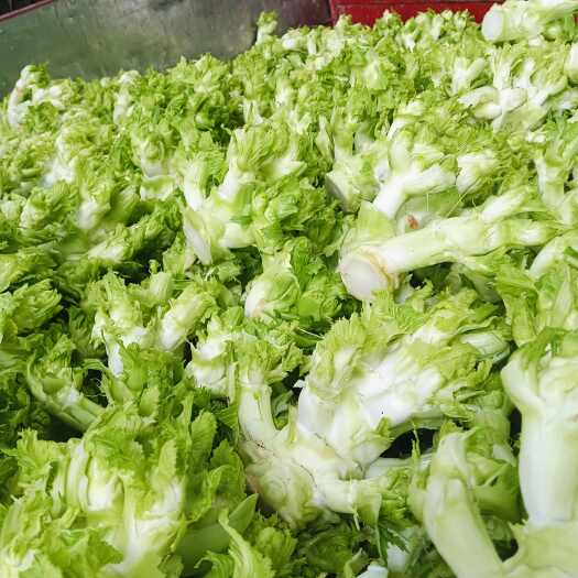简阳市产地直发新鲜儿菜大量供应